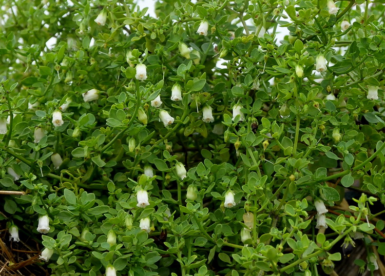 Salpichroa origanifolia - Salpicroa